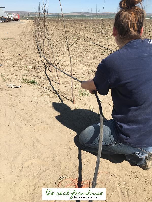 13 apple growing secrets from the pro's. These guys know how to get maximum production and bigger better apples. Here is how they do it