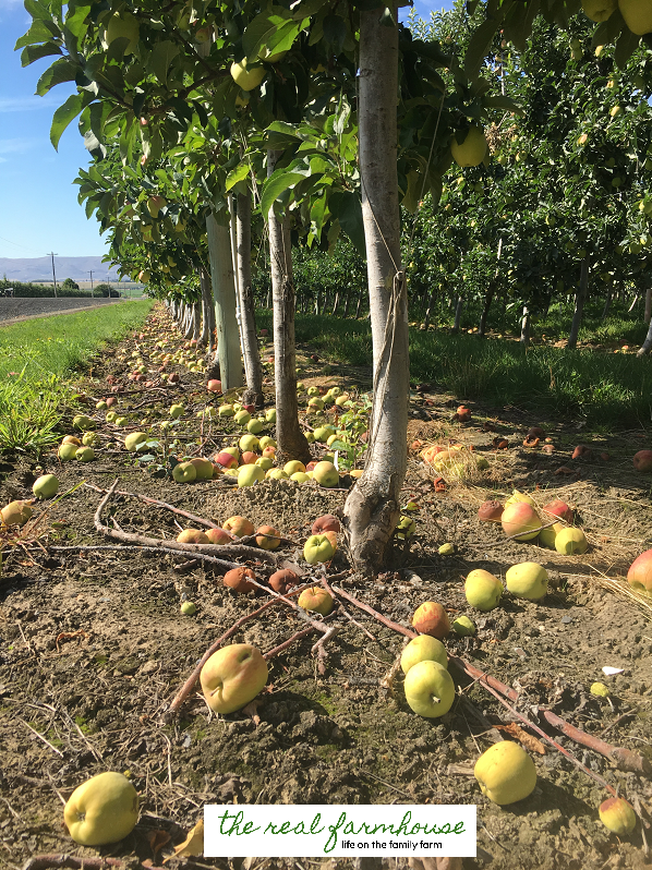 13 apple growing secrets from the pro's. These guys know how to get maximum production and bigger better apples. Here is how they do it