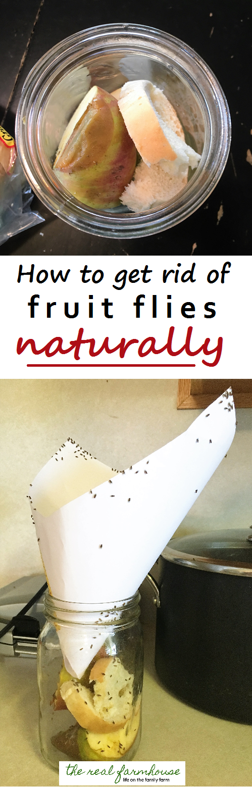 How to Get Rid of Fruit Flies