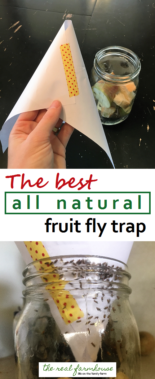 How to get rid of fruit flies naturally- the best way. Results in 5 minutes!