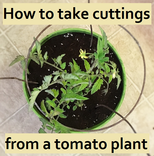 How to take cuttings from a tomato plant. How to move your favorite tomato plant indoors for the winter