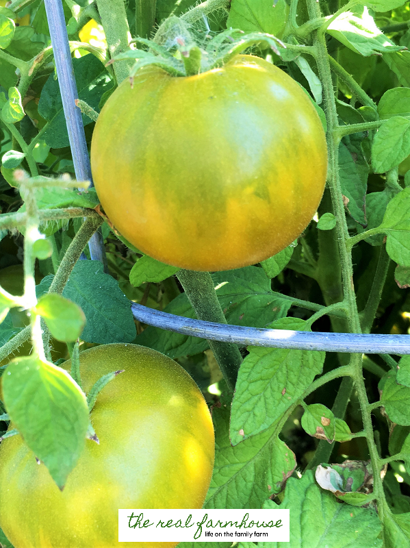 How to move your favorite tomato inside for the winter. 