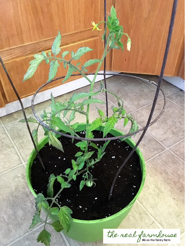 How to move your favorite tomato inside for the winter. 