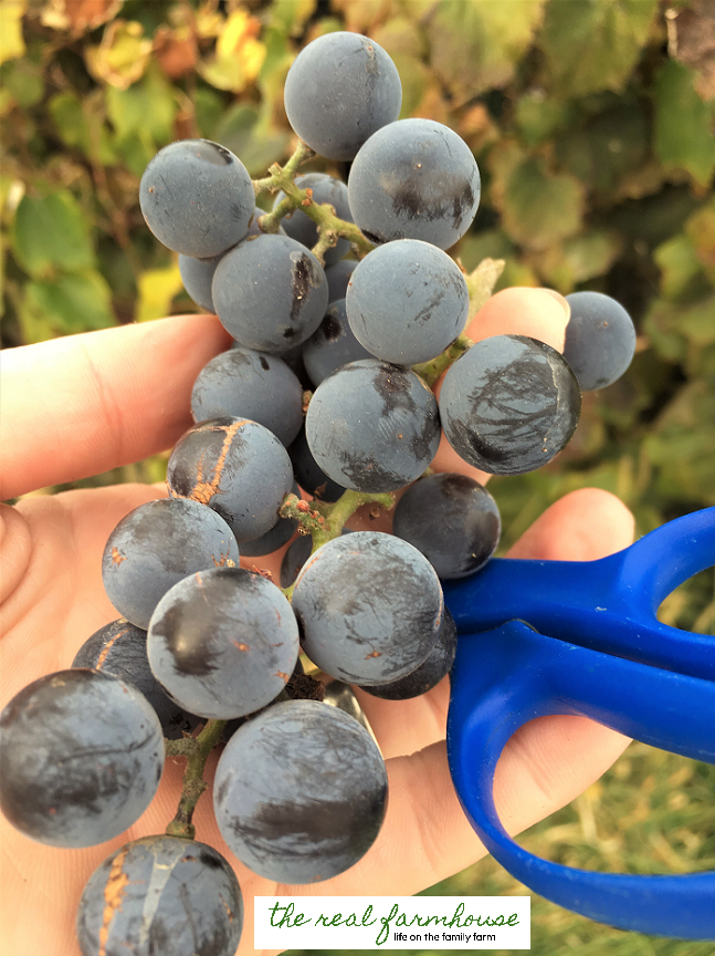 How to make your own organic grape juice. 