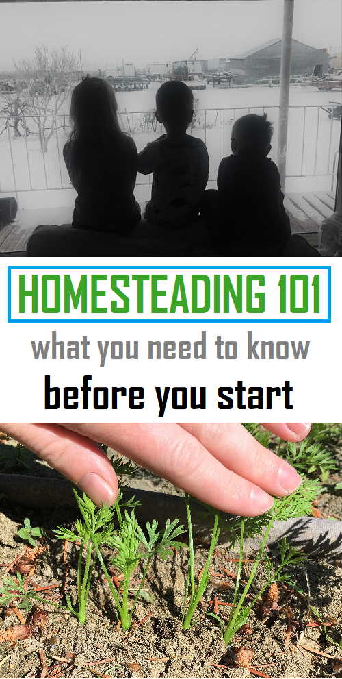 3 things you need to know before you start homesteading. good advice and tips for someone just starting out. 