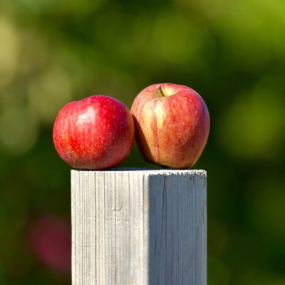 How to save thousands on your dream orchard