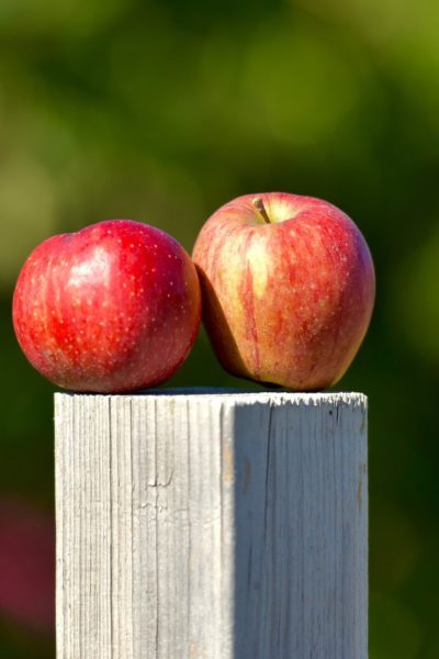 How to save thousands on your dream orchard