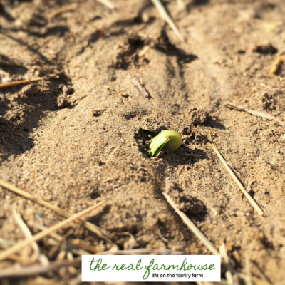 How to get your baby seedlings to come up 24 hours earlier