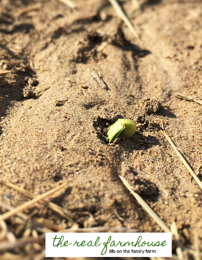 How to get your baby seedlings to come up 24 hours earlier