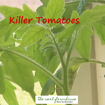 3 things you need to know about growing tomatoes that nobody ever tells you