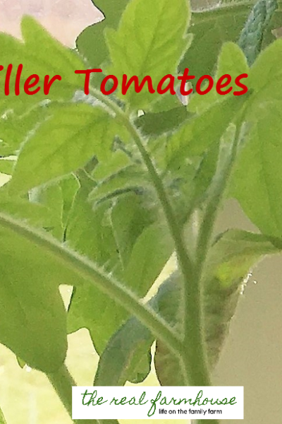 3 things you need to know about growing tomatoes that nobody ever tells you