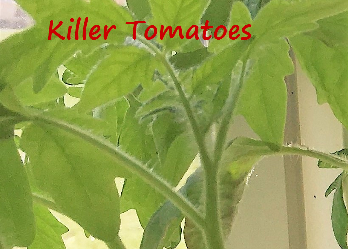3 things you need to know about growing tomatoes that nobody ever tells you