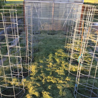 DIY Beefy tomato cage for only $6