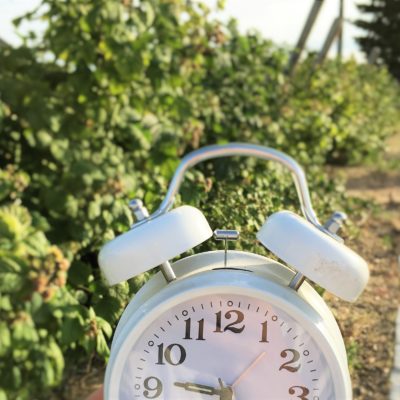 How much time does it REALLY take to maintain a 3000 square foot garden