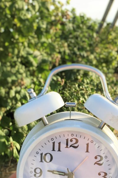 How much time does it REALLY take to maintain a 3000 square foot garden