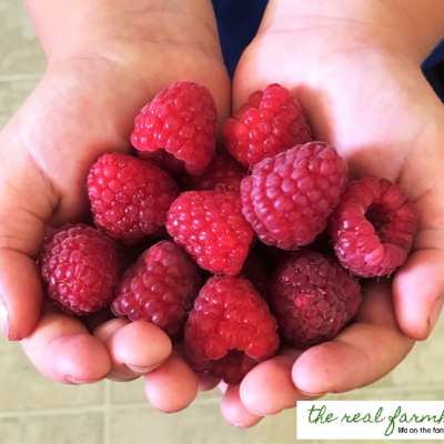 The 3 biggest factors in how big and juicy your raspberry fruit gets