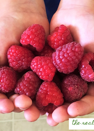 The 3 biggest factors in how big and juicy your raspberry fruit gets