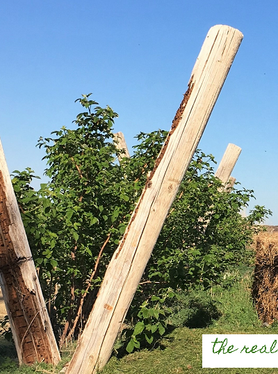 The secret to getting your raspberries plants to stay put!