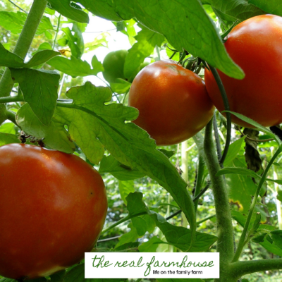 2 things you need to stop doing to your tomatoes right now!