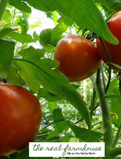 2 things you need to stop doing to your tomatoes right now!