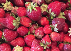 Online opportunities, classes, potpourri, pictures, coaching. Huge list of ways to make money with your garden.