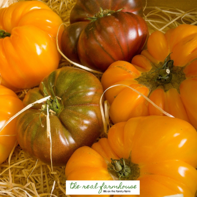 The Tomato Freaks guide to choosing, growing, and selling “high end” tomatoes