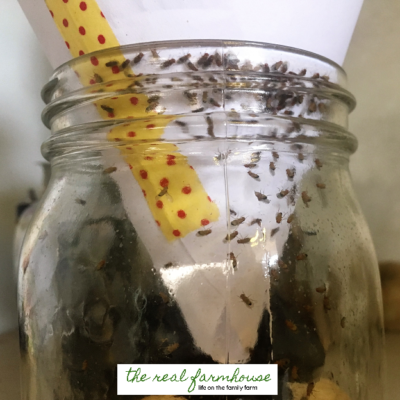 How to get rid of fruit flies naturally