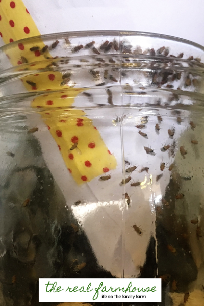 How to get rid of fruit flies naturally