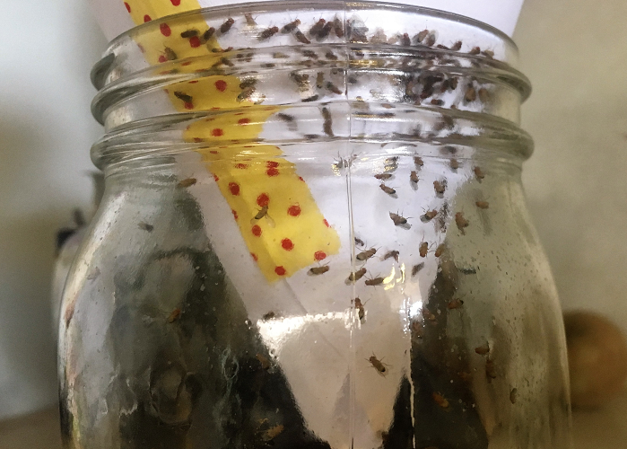 How to get rid of fruit flies naturally