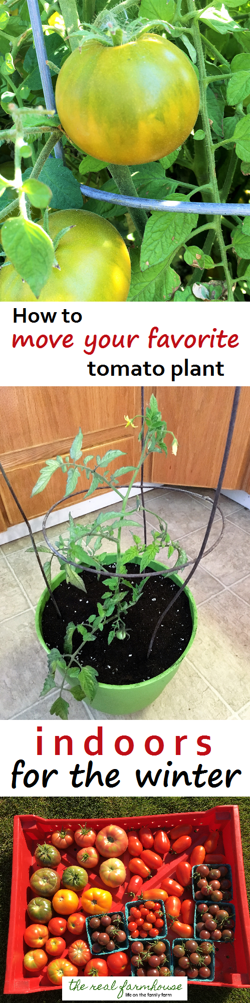 des tomates fraîches à travers l'hiver aussi ! Comment déplacer votre plant de tomates préféré à l'intérieur en toute sécurité