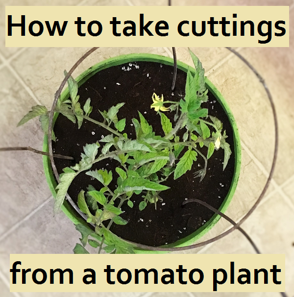 How to take cutting from a tomato plant. Näin siirrät suosikkitomaattikasvisi sisätiloihin talveksi