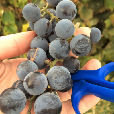 How to make your own organic grape juice
