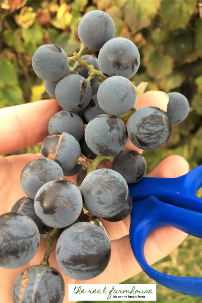 How to make your own organic grape juice