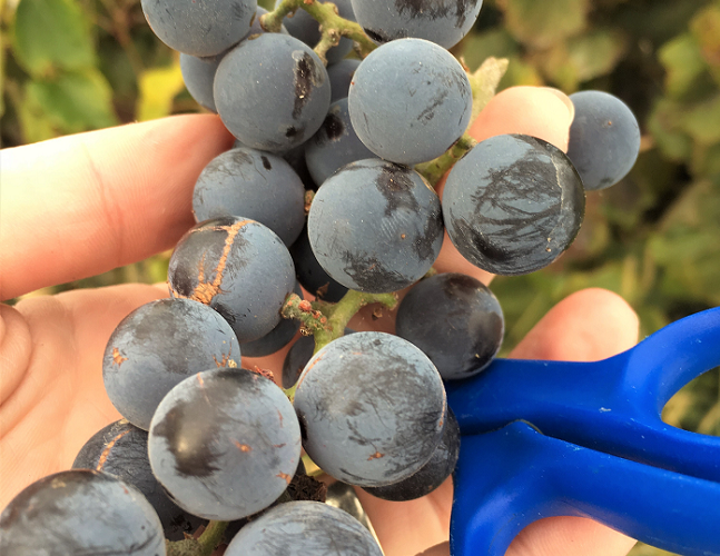 How to make your own organic grape juice