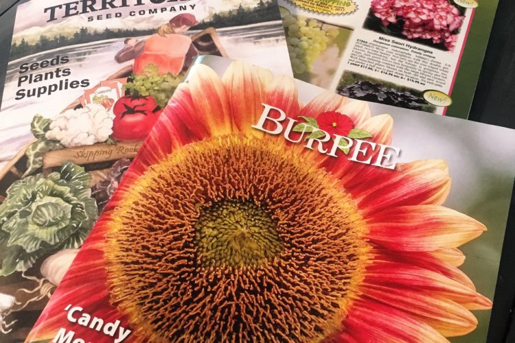 How to get free seed catalogs